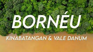 BORNEO, The Wild Jewels of Asia | Kinabatangan River and Danum Valley