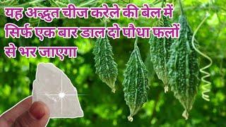 करेले की बैल में सिर्फ एक बार यह चीज डालिए पौधा फलों से लद जाएगा/best fertilizer for bitter gourd