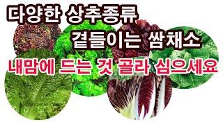 다양한 상추 종류, 곁들이는 쌈채소, 내 맘에 드는 것 골라 심으세요 (텃밭 상추, 상추 재배, 상추 종류, 상추 심기, 쌈채소 종류, 치마상추, 양상추, 로메인, 치커리,쑥갓)