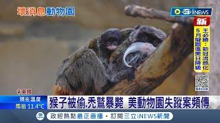 集體離家出走? 美國動物園"怪事頻傳"猴子被偷.禿鷲暴斃 珍稀異獸接連不翼而飛 警方朝動物走私方向調查│記者 黃瓊慧│【國際局勢】20230202│三立iNEWS