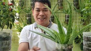 ALOE VERA: PAMPABULALAK AT PAMPABUNGA NG HALAMAN