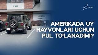 Amerikada uy hayvonlari uchun pul to'lanadimi? | Alisher Avazov