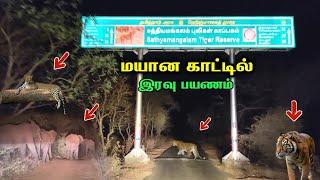 மயான காட்டில் இரவு பயணம் ️ dangerous jungle night journey wild animals #forest  #wildlife #elephant