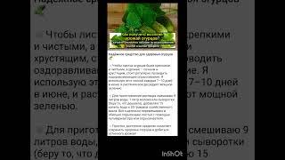 как вырастить богатый урожай огурцов?