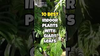 Best indoor plants with giant leaf 