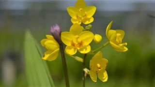 Spathoglottis (Ground orchid)