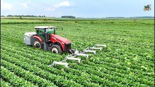 Running a Weed Zapper in a Field of Organic Soybeans