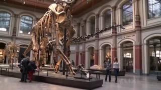 Wissensmix: Ist das Huhn mit dem T-Rex verwandt?