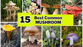 15 Best Mushroom Type with Identification| Mushroom Varieties | Swaroopa Diaries