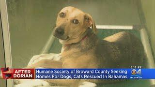 Humane Society Of Broward Seeking Forever Homes For Dogs, Cats Rescued In Bahamas