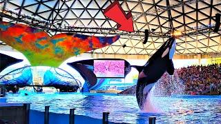 Seaworld San Antonio Orca Encounter Full Show