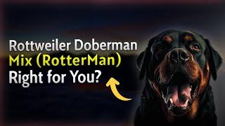 Rottweiler Doberman Mix RotterMan – Right for You 