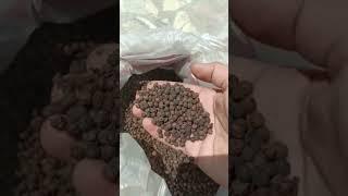 black pepper #kalimirchi #businesskaisekarein #earnmoney #smallbusiness #enterprise #viral #shorts