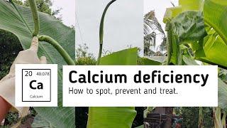 How to Spot, Prevent and Treat Calcium Deficiency in Banana | Philippines