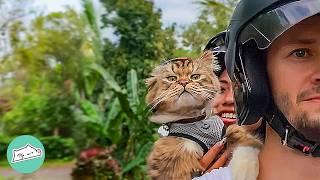 Cat Won’t Leave Couple Alone, So He Got A Helmet And Goes For Rides! | Cuddle Buddies