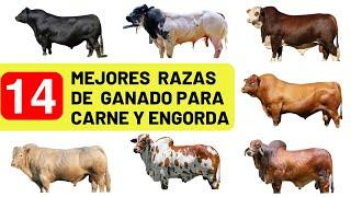 Las 14 mejores razas de ganado vacuno para la producción de carne a nivel mundial