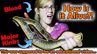 This Started as an Educational Video, but then we Found this Poor Watersnake...