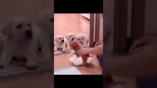 中国の犬のしつけ方が天才すぎるww