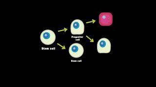 Stem Cells vs  Progenitor cells (What's the Difference)?