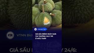 GIÁ SẦU RIÊNG NGÀY 24/6: THỊ TRƯỜNG DUY TRÌ Ở MỨC THẤP