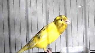 canaries chirping to entice your canary to sing