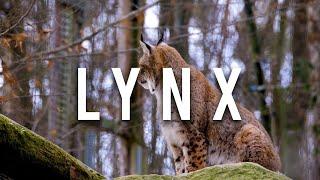 Lynx / sounds of a lynx / what sounds does a lynx make / the wild life of big cats