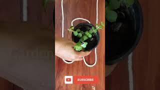 Very easy and simple hanging pot making tricks using rope|Beginners Tips for making|Garden Talk