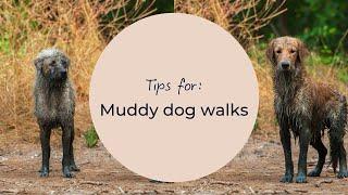 Tips for muddy dog walks