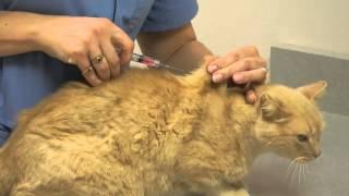 Local Experts Granite City Pet Hospital: How to Inject a Cat