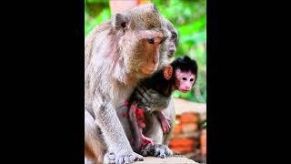 Mommy monkey hug baby take care #animals