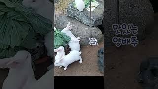 토끼의 양배추 식사. A rabbit's cabbage meal.