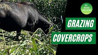 Grazing High tonnage Cover-crops