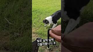 아버지고향 #바둑이랑 #개구리  영상