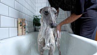 The Cutest Whippet Taking a Shower With Shampoo & Conditioner
