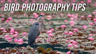 Bird Photography Tips & Etiquette