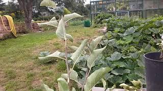 Summer apple tree bud grafting