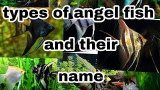 types of angel fish their name and photo