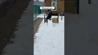 Гек #математика #восточноевропейскаяовчарка #преданность #любовьвсейжизни #зоопсихолог #выдержка