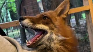 Алиса - лиса. Мы вернулись с прогулки целыми #животные #лиса #fox #лисяо