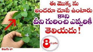 Commelina benghalensis | Amruta kaada Benefits in telugu | Neerukaassuvu | Telugu world visite