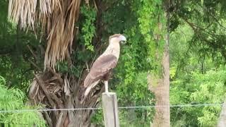a Crested Caracara in south Florida