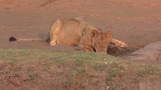 30092024 Hwange NP Little Tom Lioness drinking