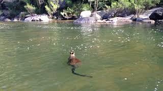 Can a Kangaroo swim? Watch this Wallaby