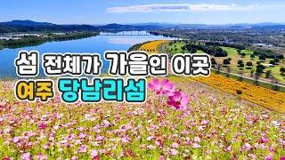 10월 가을 여주 당남리섬 가을꽃 코스모스, 핑크뮬리