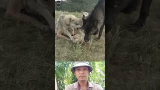      #animals #wildlife #usatravel #usa #viralvideo #shortsvideo