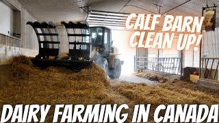 Cleaning Calf Barn and Herd Health