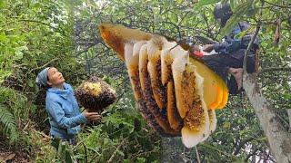 The Secret To Conquering Giant Wild Honey_ Fierce Battle With Ferocious Bees