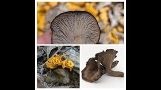 Beyond black trumpets: Craterellus foetidus and odoratus!