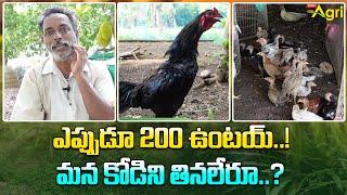 Pandem Punjulu Farm | ఎప్పుడూ 200 ఉంటయ్..! మన కోడిని తినలేరూ..? Tone Agri