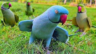 Parrot Talking Compilation